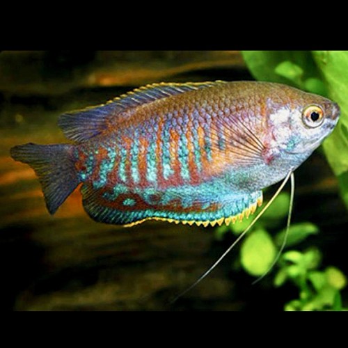Colisa labiosa   Diklipgourami 5 cm.